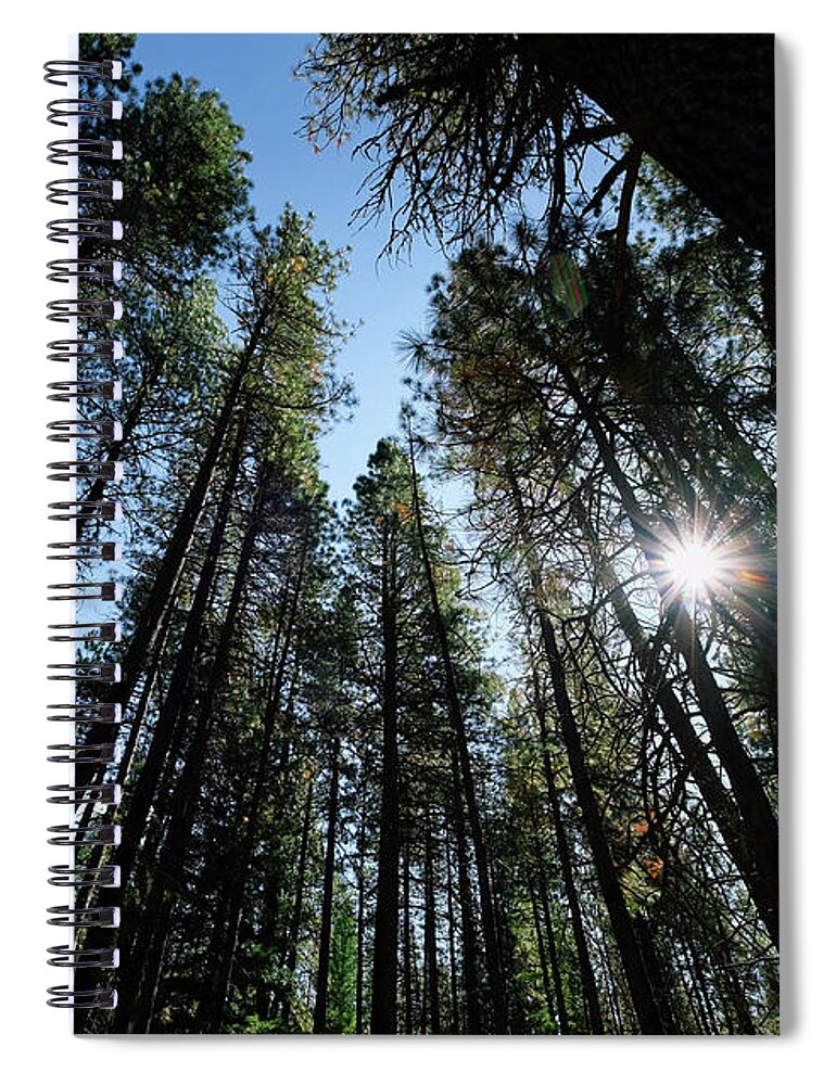 Forest Spiral Notebook featuring the photograph Metolius River Trees by Sherrie Triest