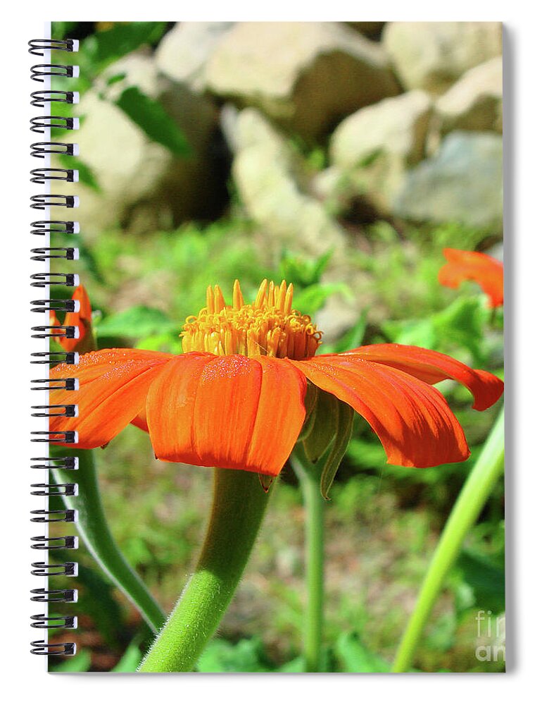 Mexican Sunflower Spiral Notebook featuring the photograph Mexican Sunflower 20 by Amy E Fraser