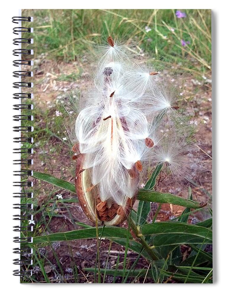 Grass Spiral Notebook featuring the photograph Milkweed by Ivars Vilums