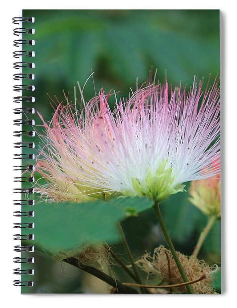 Macro Spiral Notebook featuring the photograph Mimosa Tree in Bloom by Christopher Lotito