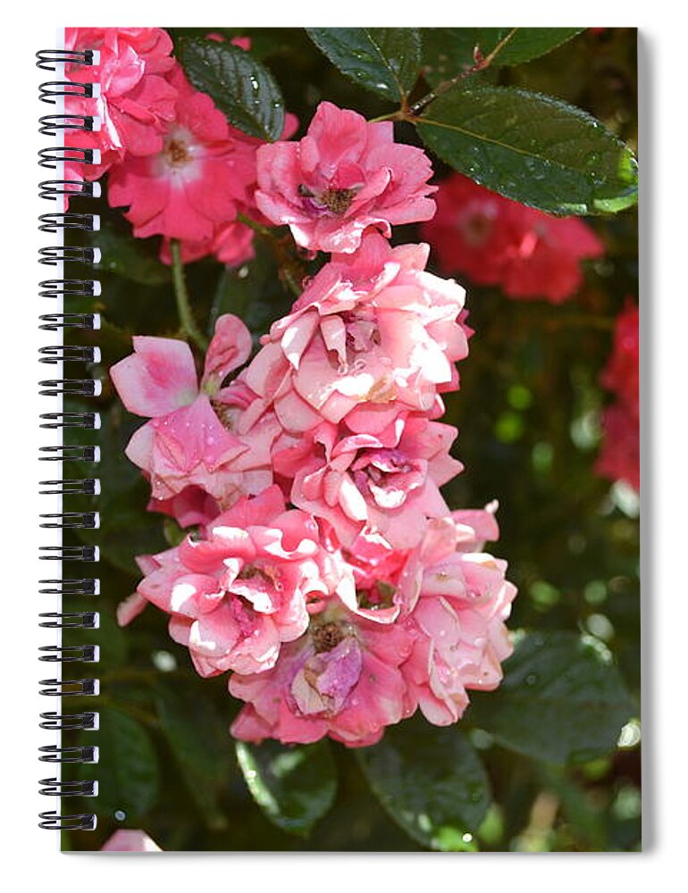 Mini Roses Blooming Spiral Notebook featuring the photograph Mini Roses Blooming by Barbra Telfer