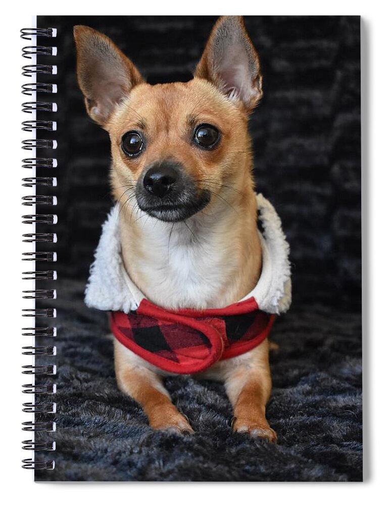 Chihuahua Spiral Notebook featuring the digital art Miracle by Cassidy Marshall