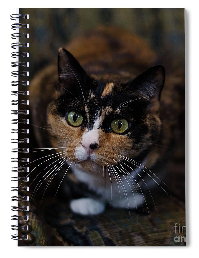 Calico Cat Spiral Notebook featuring the photograph Mischa by Irina ArchAngelSkaya