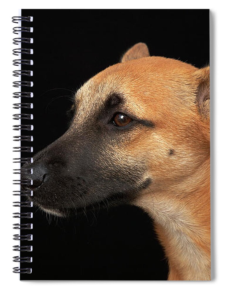 Pets Spiral Notebook featuring the photograph Mixed Breed Dog Looking To The Left On by M Photo