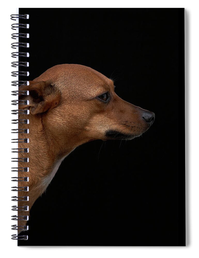 Pets Spiral Notebook featuring the photograph Mixed Breed Dog Profile On Black by M Photo
