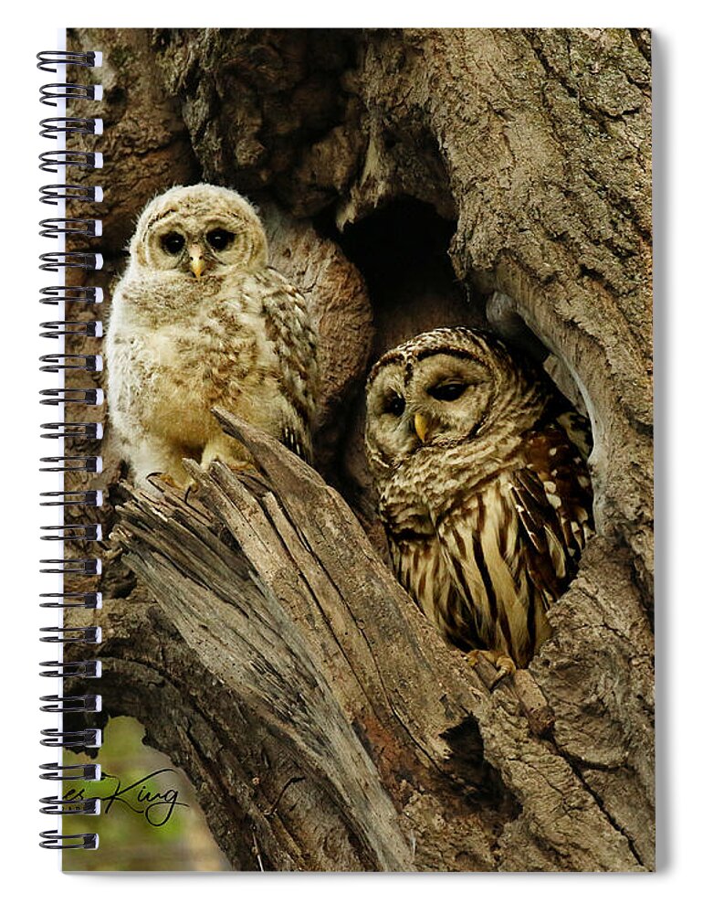 Baby Owl Spiral Notebook featuring the photograph Mom and her baby owl by Heather King