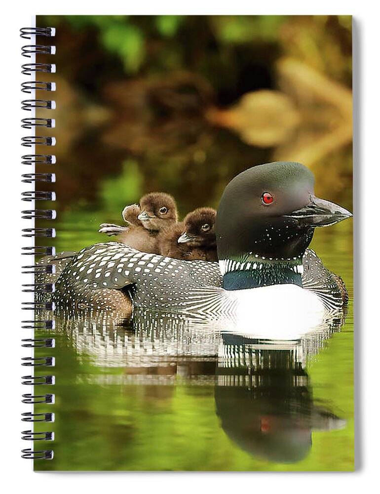 Loons Spiral Notebook featuring the photograph Mom Plus Two by Duane Cross