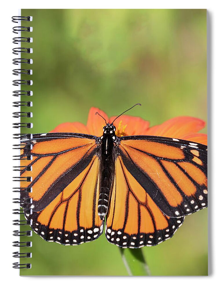 Monarch Butterfly Spiral Notebook featuring the photograph Monarch 2018-26 by Thomas Young