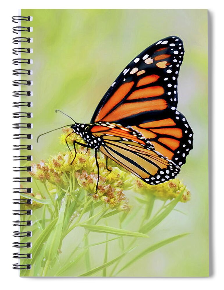 Butterfly Spiral Notebook featuring the photograph Monarch Butterfly - In the Light by Nikolyn McDonald
