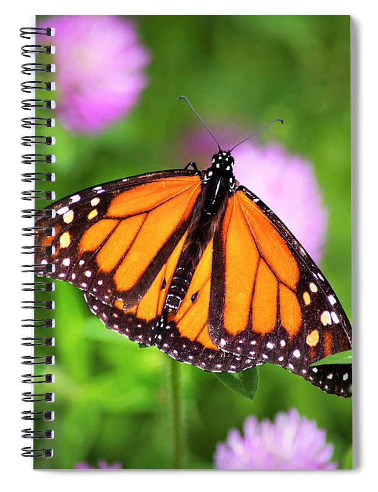 Monarch Butterfly Spiral Notebook featuring the photograph Monarch Butterfly On Pink Clover Flowers by Christina Rollo