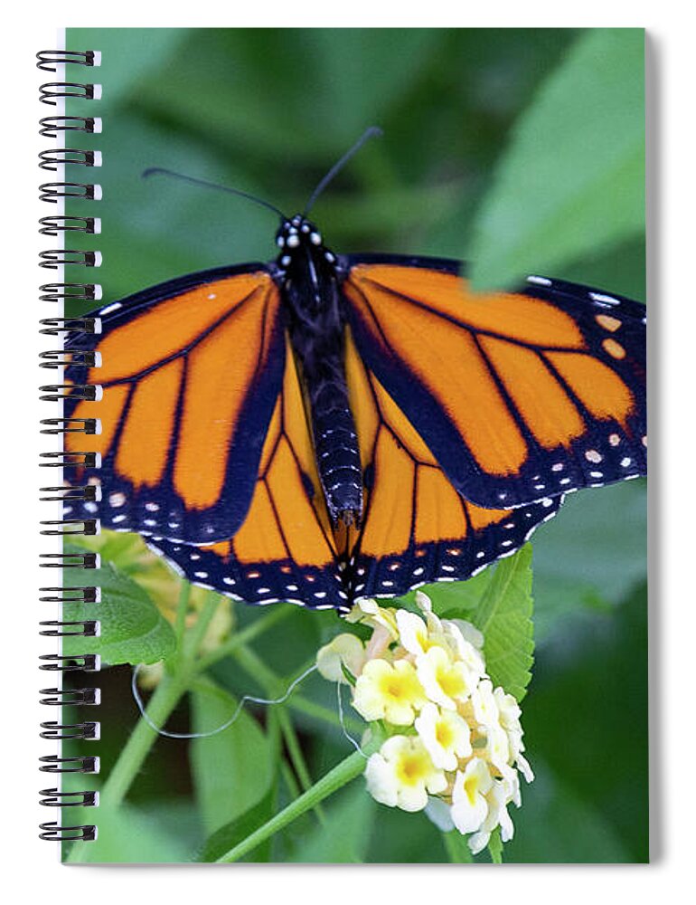 Monarch Spiral Notebook featuring the photograph Monarch Butterfly by Patricia Schaefer