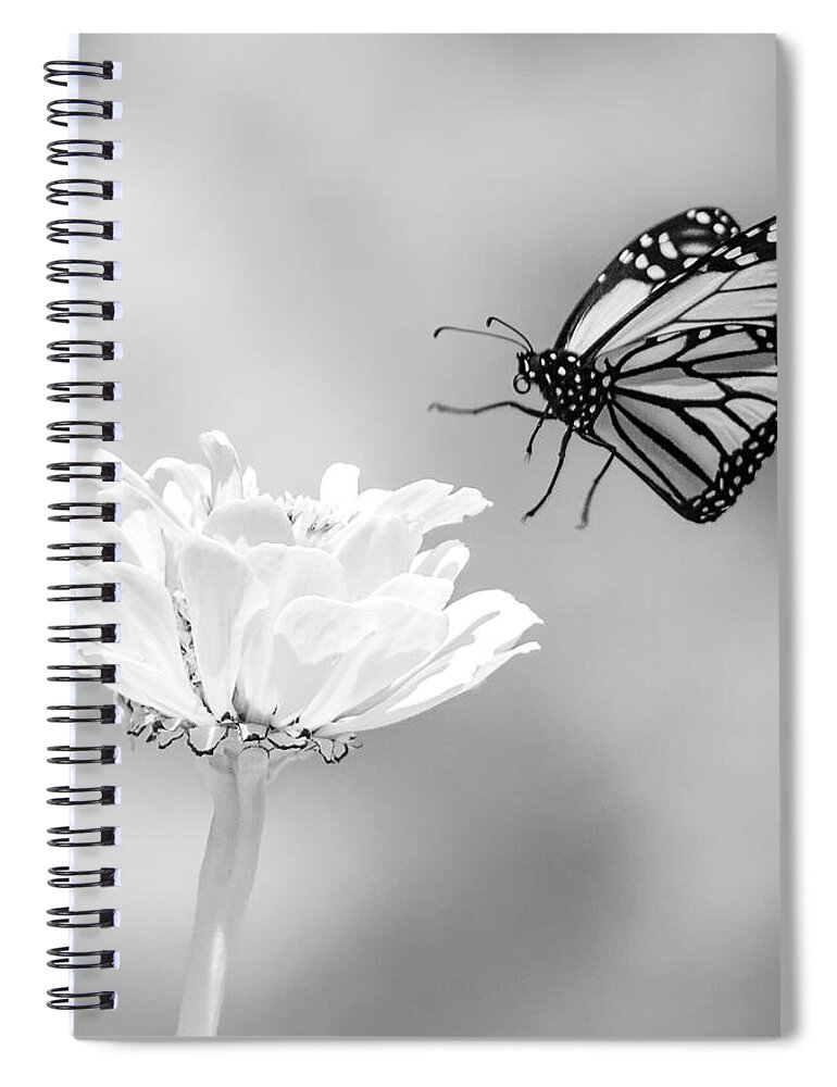 Ir Infra Red Infrared Monarch Landing Flying Flight Butterfly Butterflies Flower Flowers Floral Botany Botanical Outside Outdoors Nature Natural Insect Ma Mass Massachusetts U.s.a. Brian Hale Brianhalephoto Fine Art 720nm Spiral Notebook featuring the photograph Monarch in Infrared 6 by Brian Hale