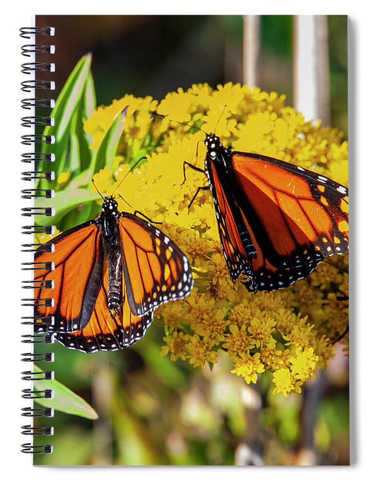 Butterflies Spiral Notebook featuring the photograph Monarch Trio by Cathy Kovarik