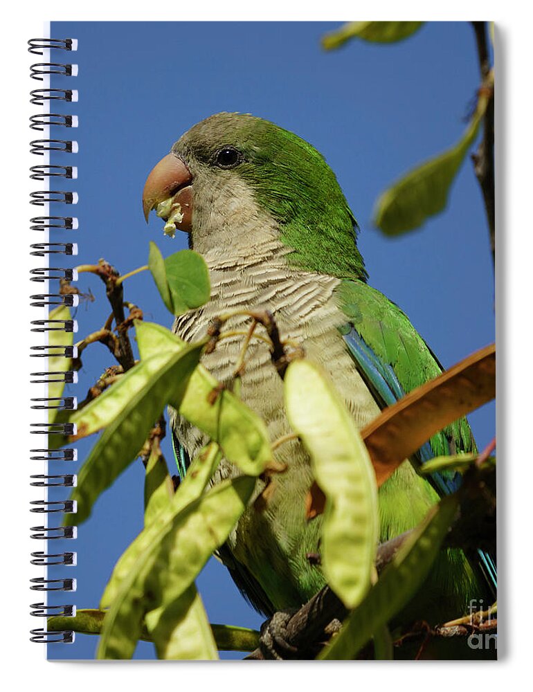 Outdoors Spiral Notebook featuring the photograph Monk Parakeet Eating Perched on a Tree by Pablo Avanzini