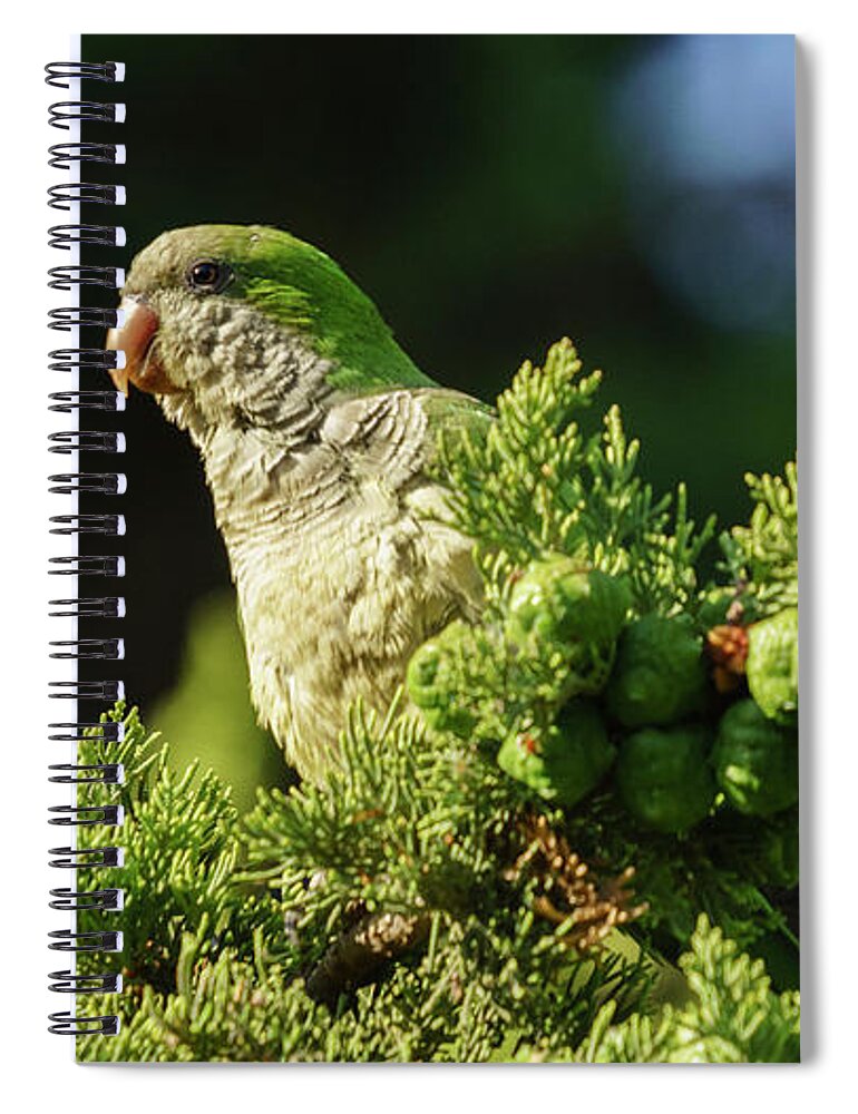 Ara Spiral Notebook featuring the photograph Monk Parakeet Perched on a Tree by Pablo Avanzini