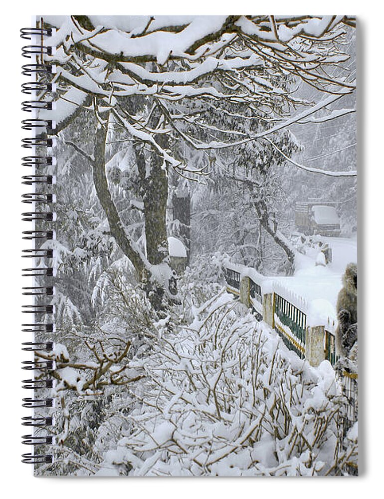 Snow Spiral Notebook featuring the photograph Monkeys In A Winter Snow Storm by Remote Asia Photo