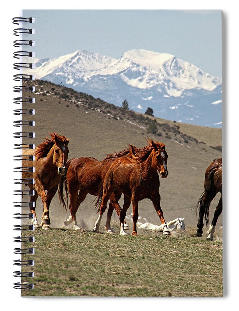 Horse Spiral Notebook featuring the photograph Montana Horse Roundup by Patricia Bauchman Photography