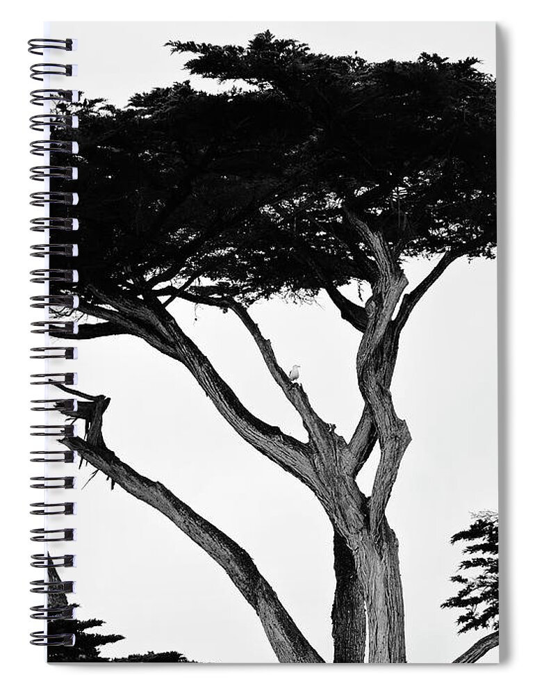 Monterey Spiral Notebook featuring the photograph Monterey Cypress by Connor Beekman