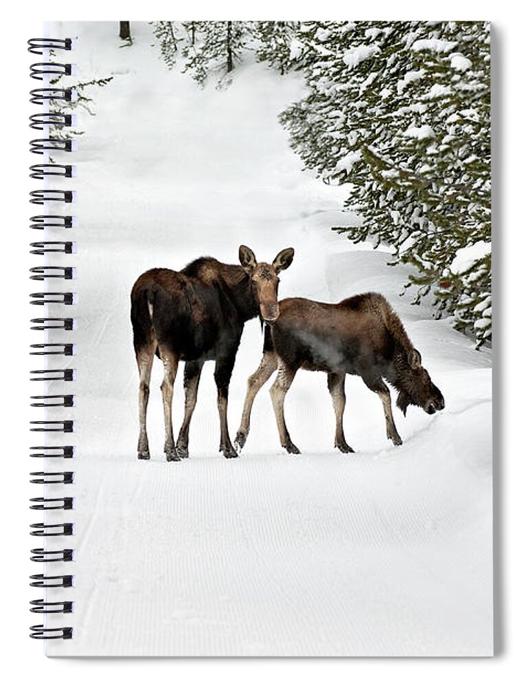 Extreme Terrain Spiral Notebook featuring the photograph Moose And Calf Wander Down A Snow by Judilen