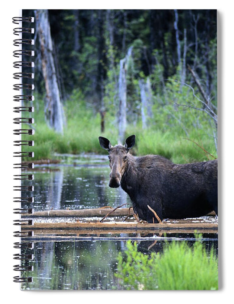 One Animal Spiral Notebook featuring the photograph Moose by Philippe Colombi