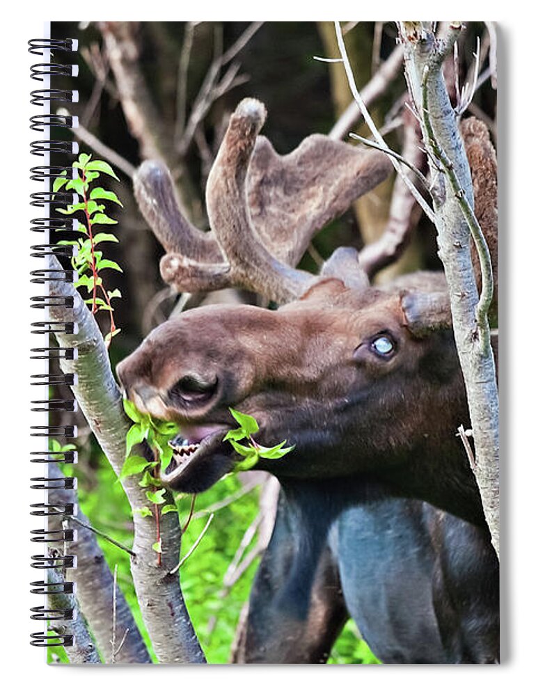 Moose Spiral Notebook featuring the photograph Moose with an anomalous eye, at dinner time by Tatiana Travelways