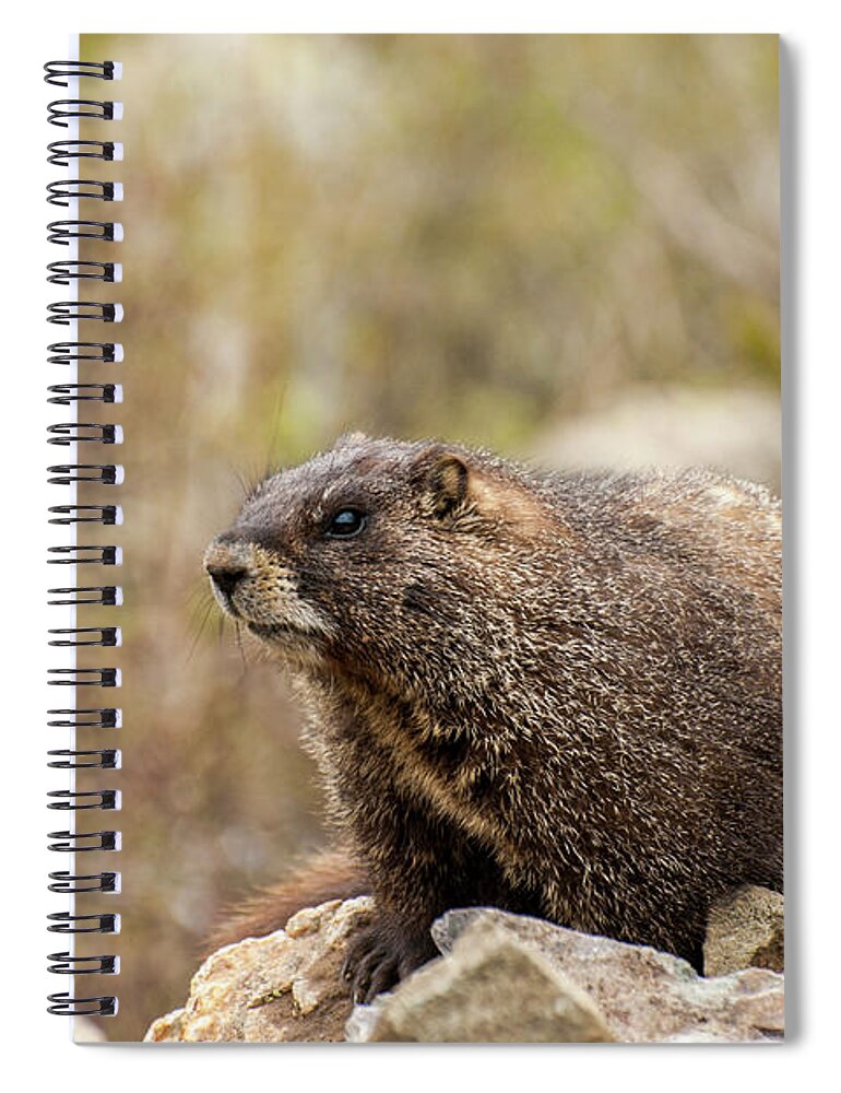 Marmot Spiral Notebook featuring the photograph Mormot 1 by Tim Mulina