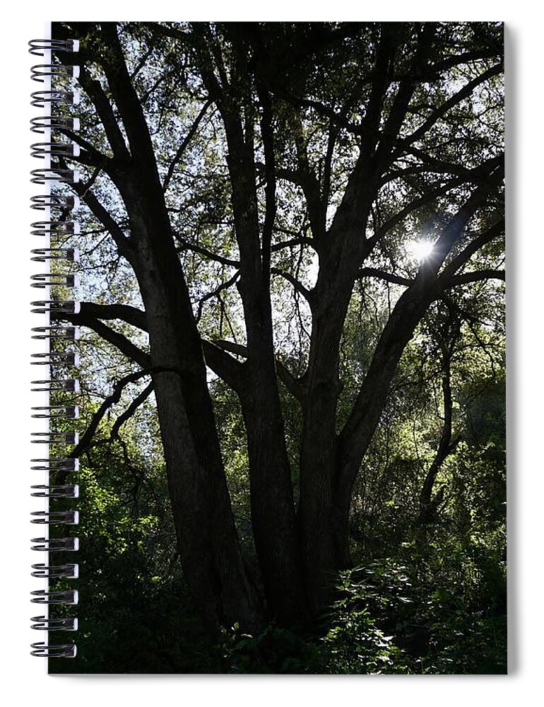 Landscape Spiral Notebook featuring the photograph Marble Falls Trail Sequoia National Park by Brett Harvey