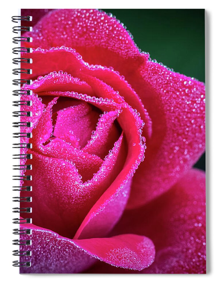 Rose Spiral Notebook featuring the photograph Morning Rose by Brad Bellisle