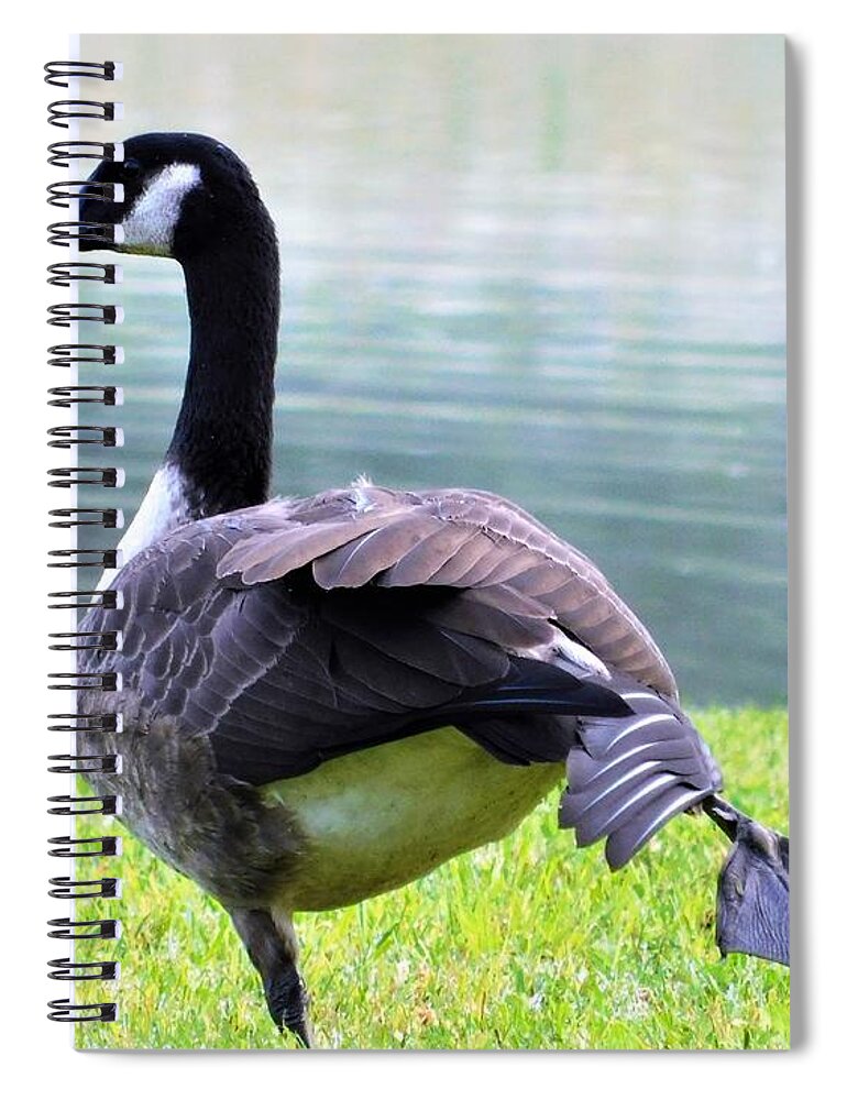 - Morning Yoga - Canada Goose Spiral Notebook featuring the photograph - Morning Yoga - Canada Goose by THERESA Nye