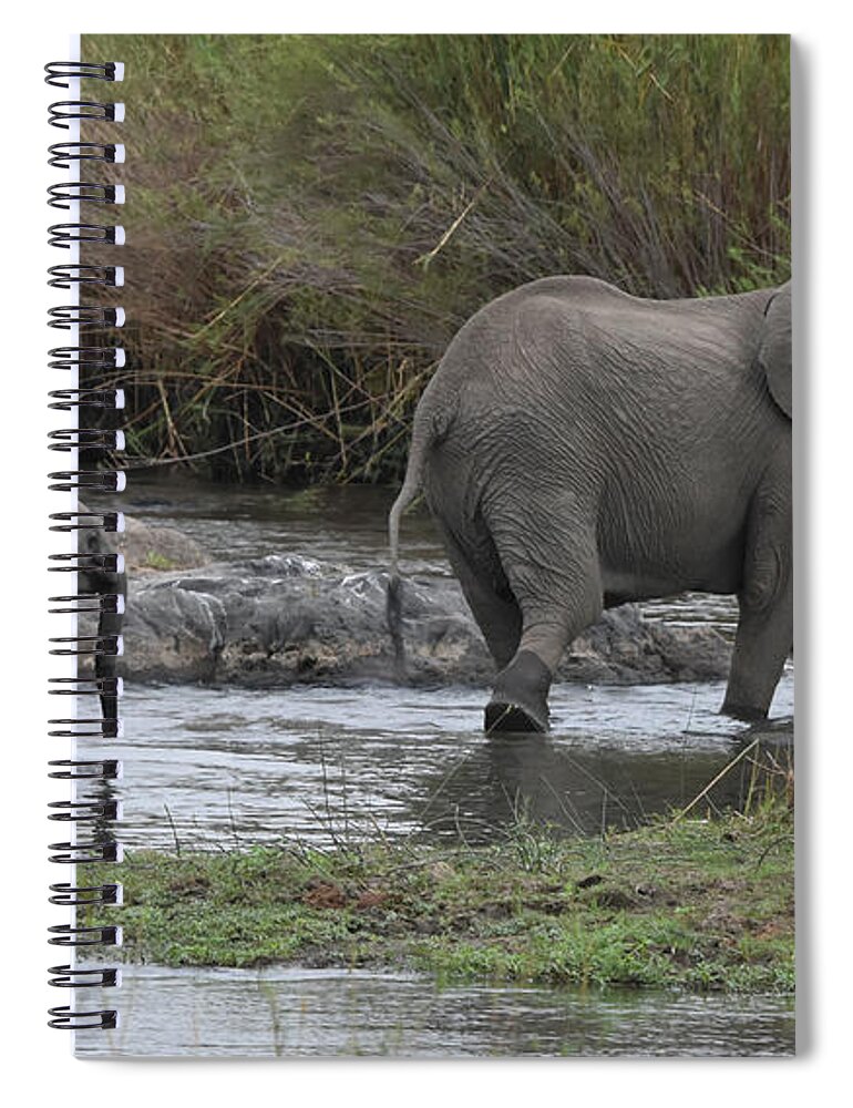 Elephant Spiral Notebook featuring the photograph Following Mom by Ben Foster