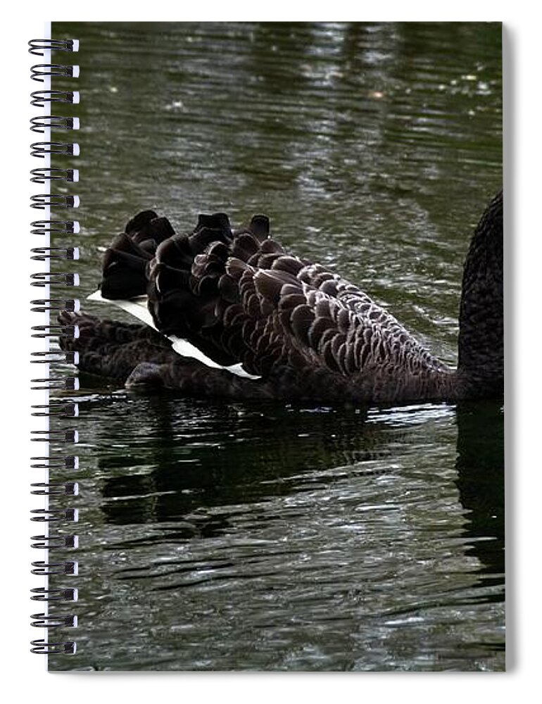 Swan Spiral Notebook featuring the photograph Mother and baby by Fran Woods