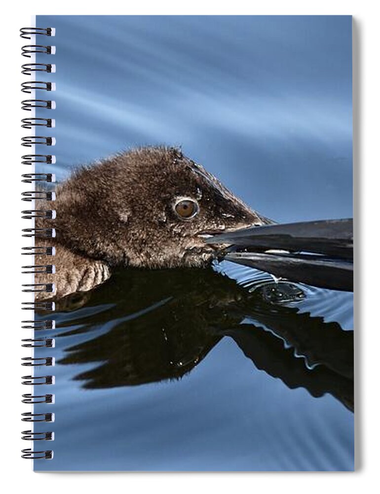 Loons Spiral Notebook featuring the photograph Mother and Baby by Steve Brown