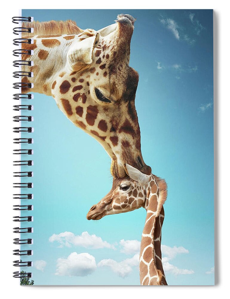 Security Spiral Notebook featuring the photograph Mother Giraffe Nuzzling Calfs Head by Gandee Vasan