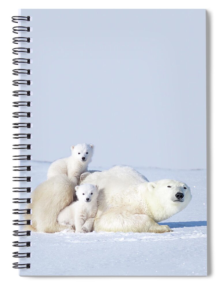 Bear Cub Spiral Notebook featuring the photograph Mother Polar Bear With Cubs, Canada by Art Wolfe