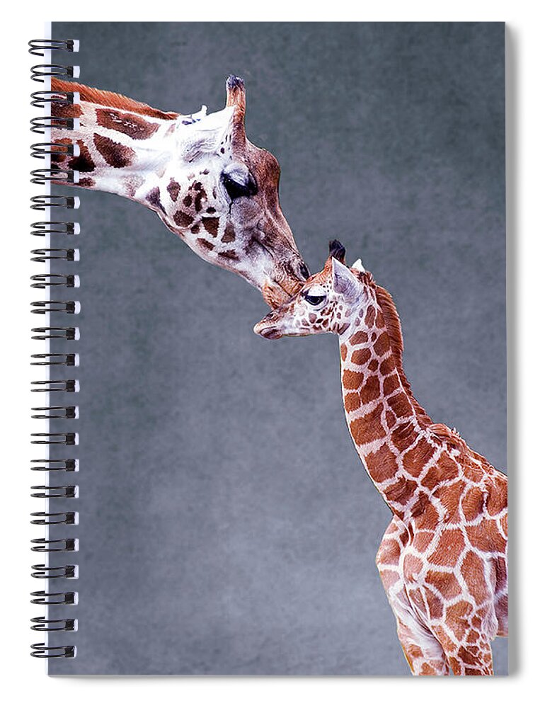 Giraffe Calf Spiral Notebook featuring the photograph Mothers Love On Textured Background by Photo By Steve Wilson