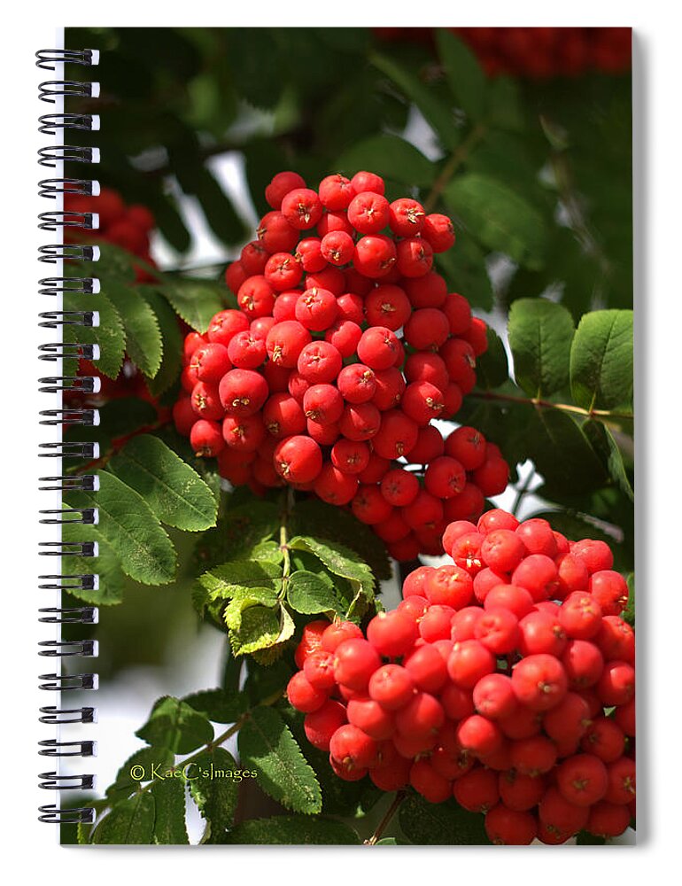Mountain Ash Spiral Notebook featuring the photograph Mountain Ash Berries by Kae Cheatham
