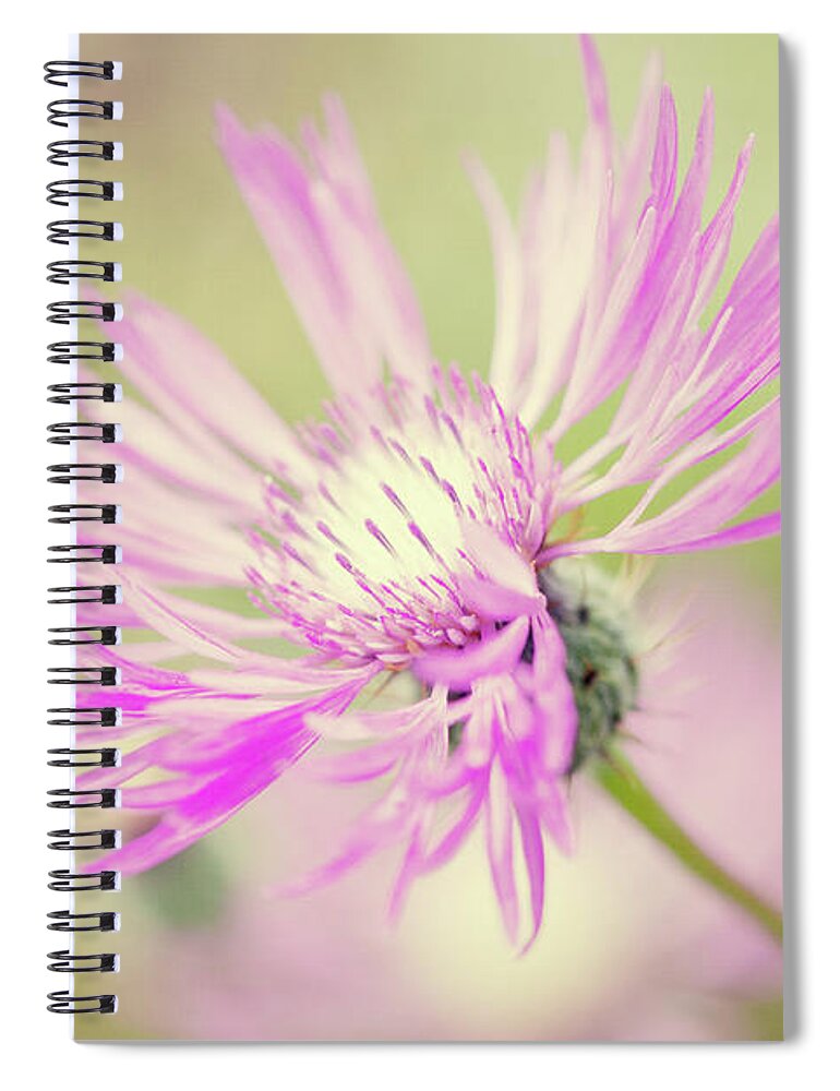 Centaurea Montana Spiral Notebook featuring the photograph Mountain Cornflower Pink by Helaine Weide