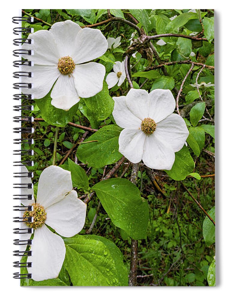 Jeff Foott Spiral Notebook featuring the photograph Mountain Dogwood Flowers by Jeff Foott