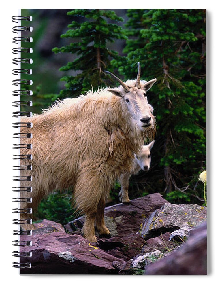 Animal Themes Spiral Notebook featuring the photograph Mountain Goat Oreamnos Americanus by Art Wolfe