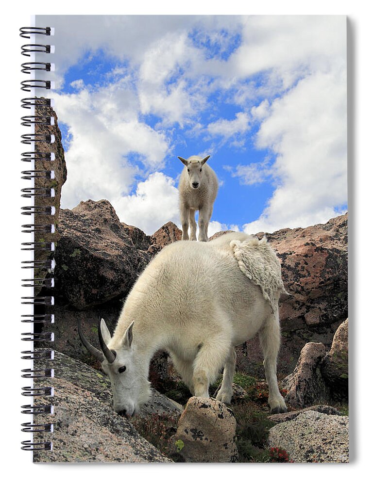 Animals In The Wild Spiral Notebook featuring the photograph Mountain Goats Oreamnos Americanus by John Kieffer