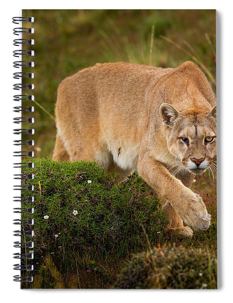 Sebastian Kennerknecht Spiral Notebook featuring the photograph Mountain Lion Stalking, Patagonia by Sebastian Kennerknecht