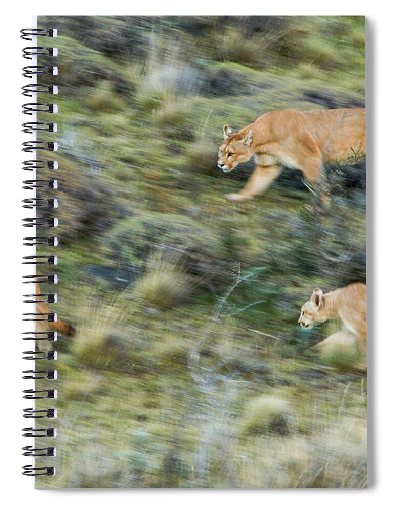 Sebastian Kennerknecht Spiral Notebook featuring the photograph Mountain Loin And Cubs On The Move by Sebastian Kennerknecht