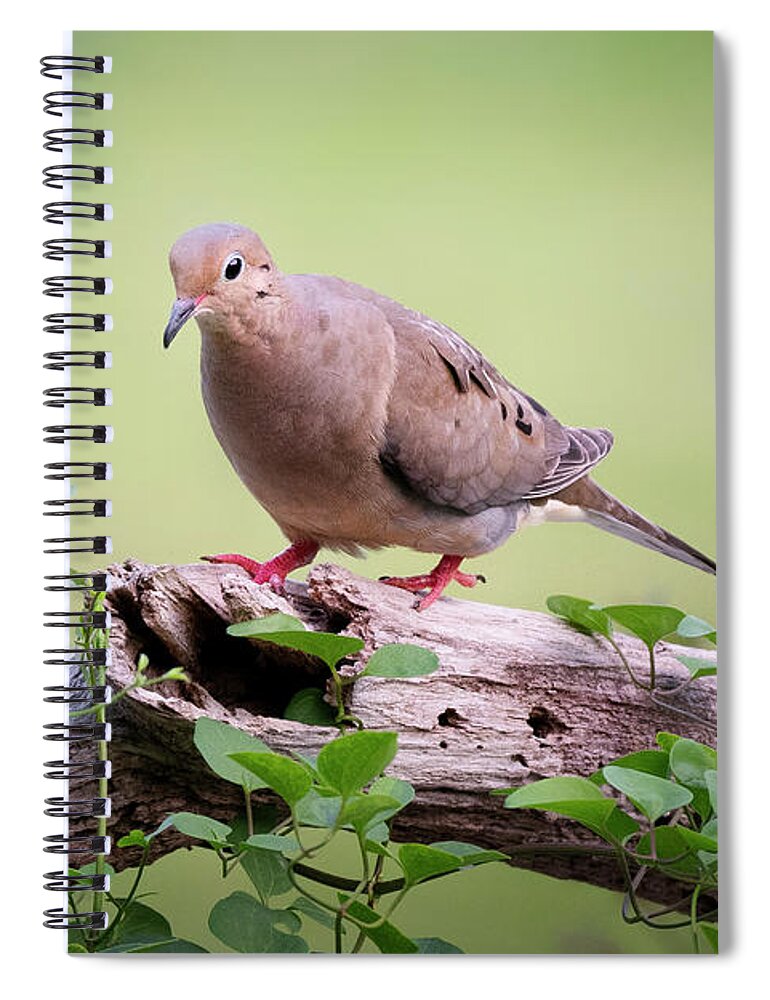 Mourning Dove Spiral Notebook featuring the photograph Mourning Dove on Log by Bill Wakeley