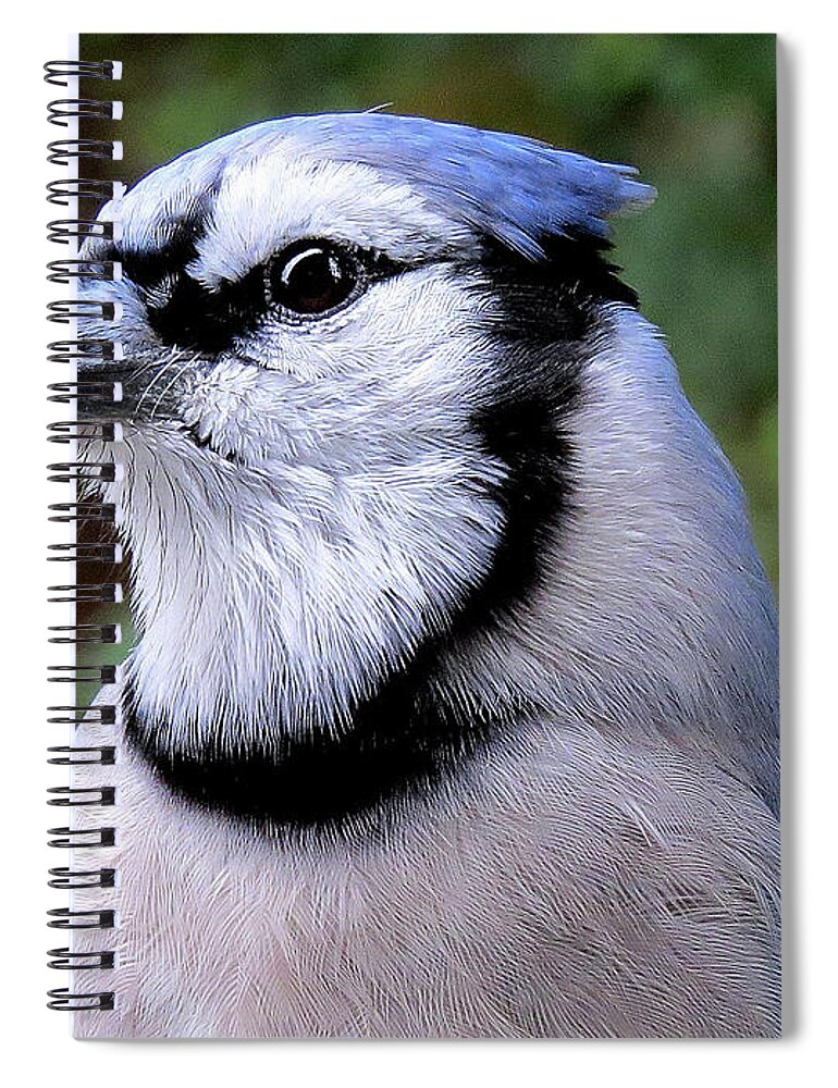 Blue Jay Spiral Notebook featuring the photograph Mr. Blue by Linda Stern