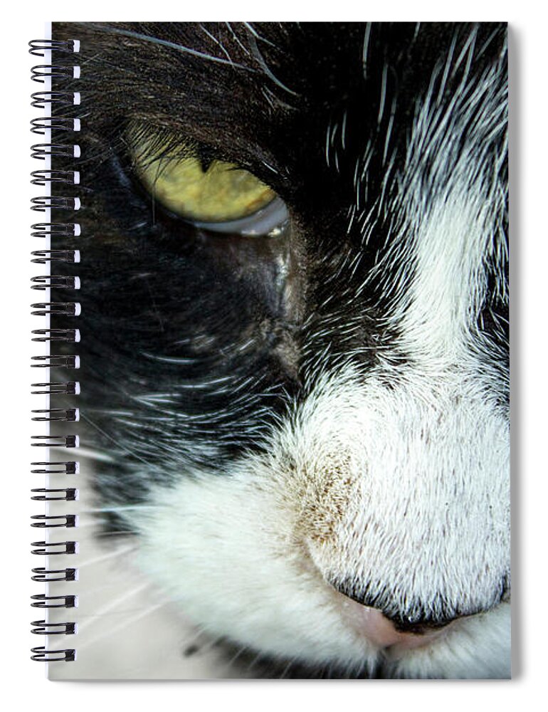 Cats Spiral Notebook featuring the photograph Mr. Tom's Close-Up by Sandra Dalton