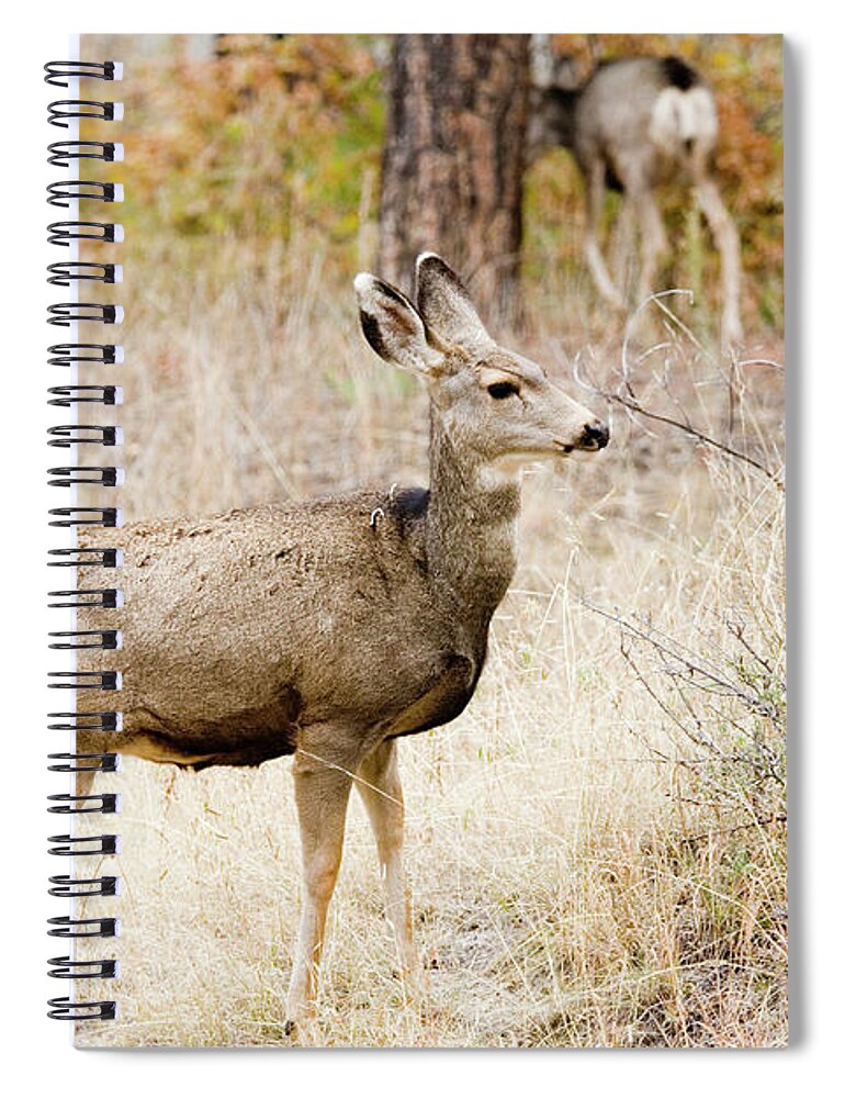 Animal Themes Spiral Notebook featuring the photograph Mule Deer Does by Swkrullimaging