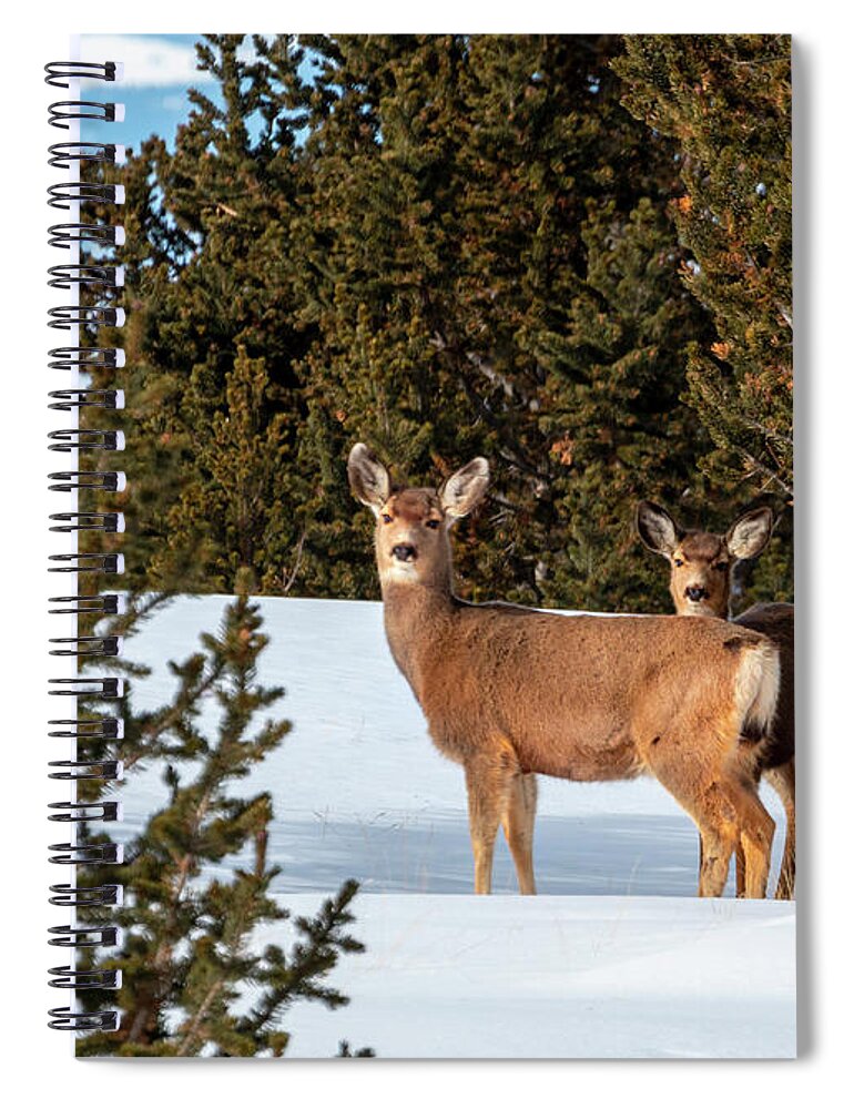 Deer Spiral Notebook featuring the photograph Mule Deer Herd in Deep Snow by Steven Krull