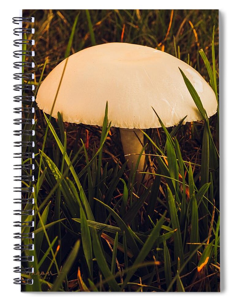 Mushroom Spiral Notebook featuring the photograph Mushroom 2 by Anamar Pictures