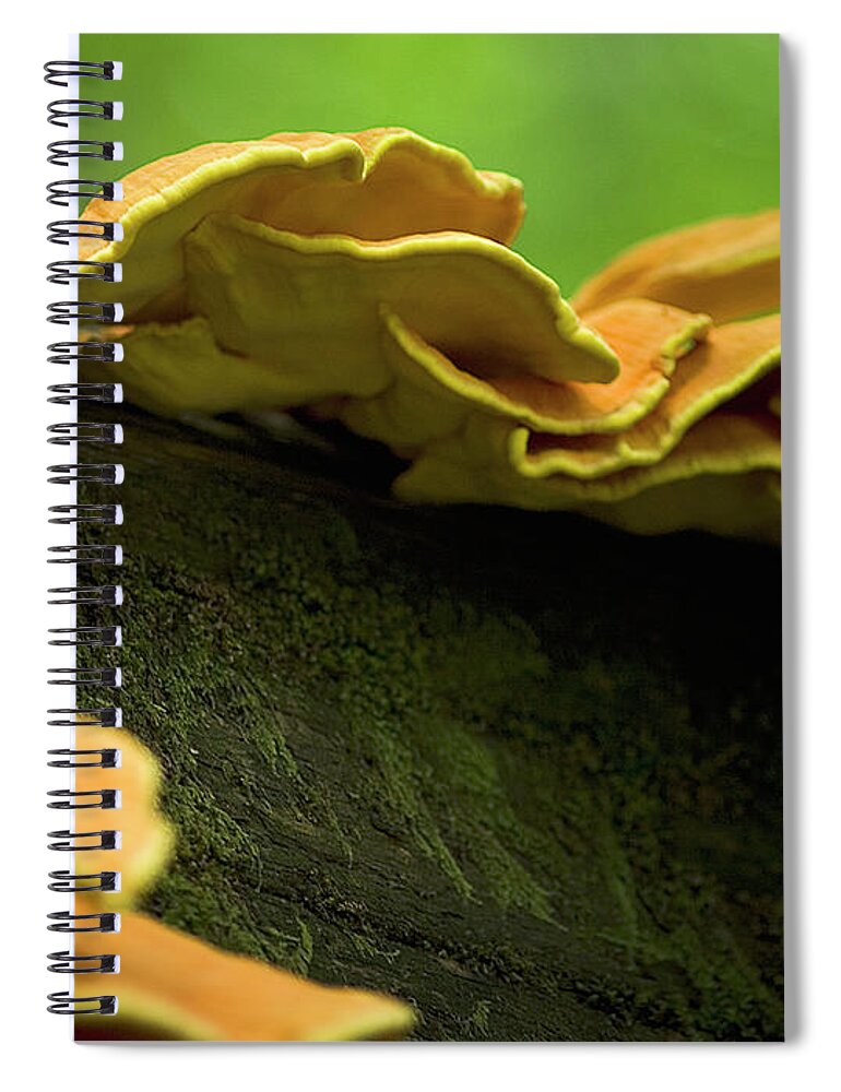 Mushrooms Spiral Notebook featuring the photograph Mushrooms on a log II by Rich Collins