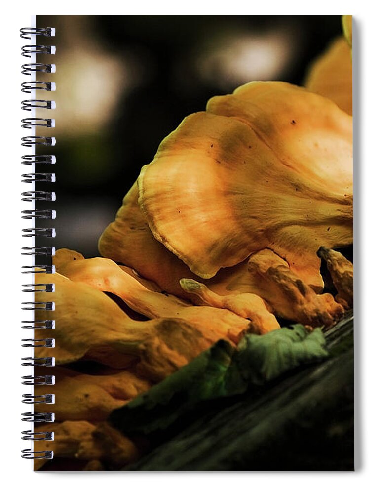 Chicken Of The Woods Spiral Notebook featuring the photograph Mushrooms on a log III by Rich Collins